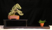 Japanese Needled Juniper